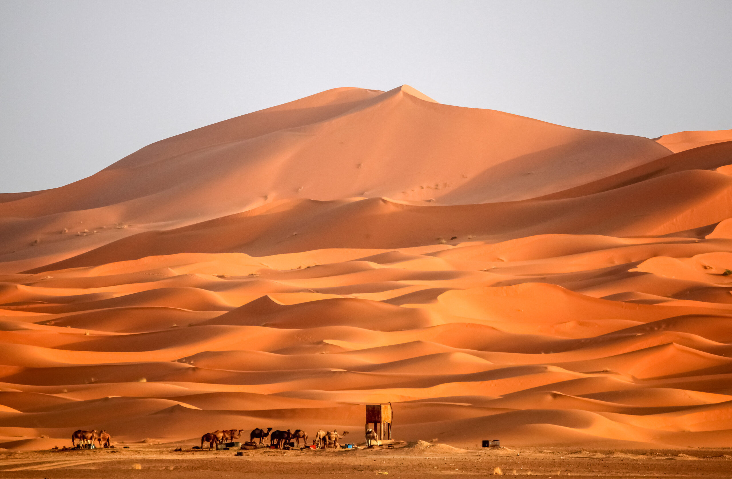 Discover the Magic of Merzouga Dunes with Khamlia Morocco Tours